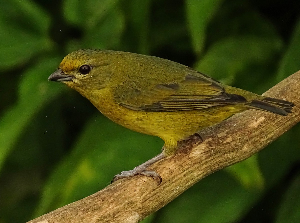 Violaceous Euphonia - Bruno Neri Guia Birdwatching