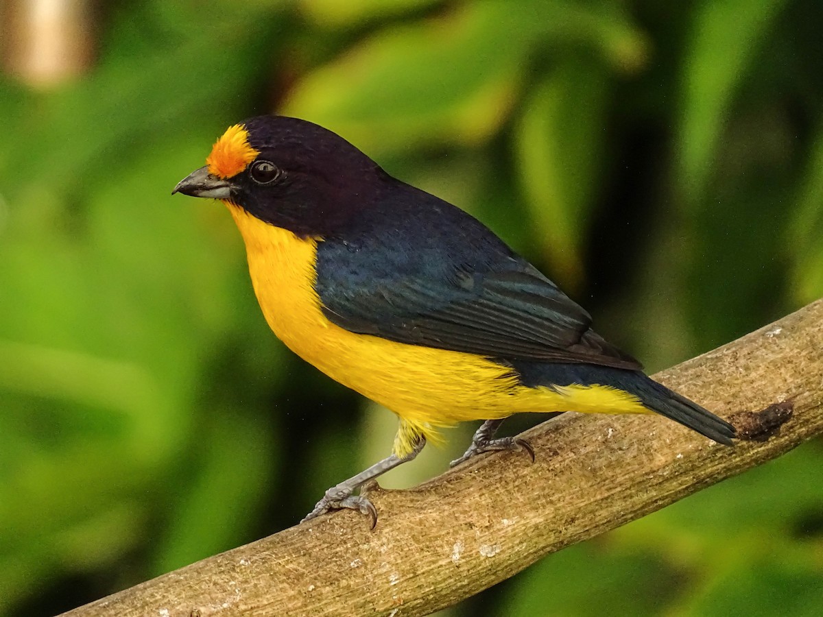 Violaceous Euphonia - ML588470631