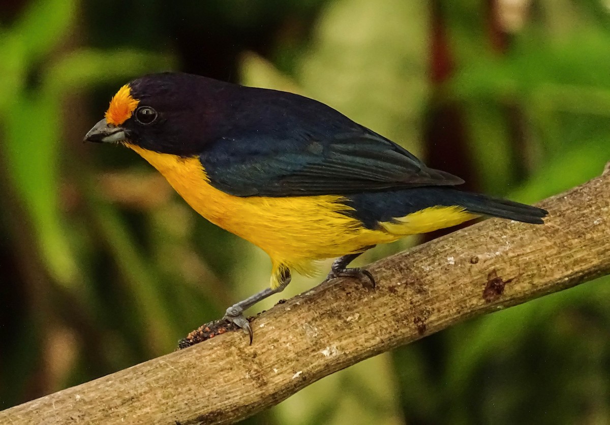 Violaceous Euphonia - Bruno Neri Guia Birdwatching