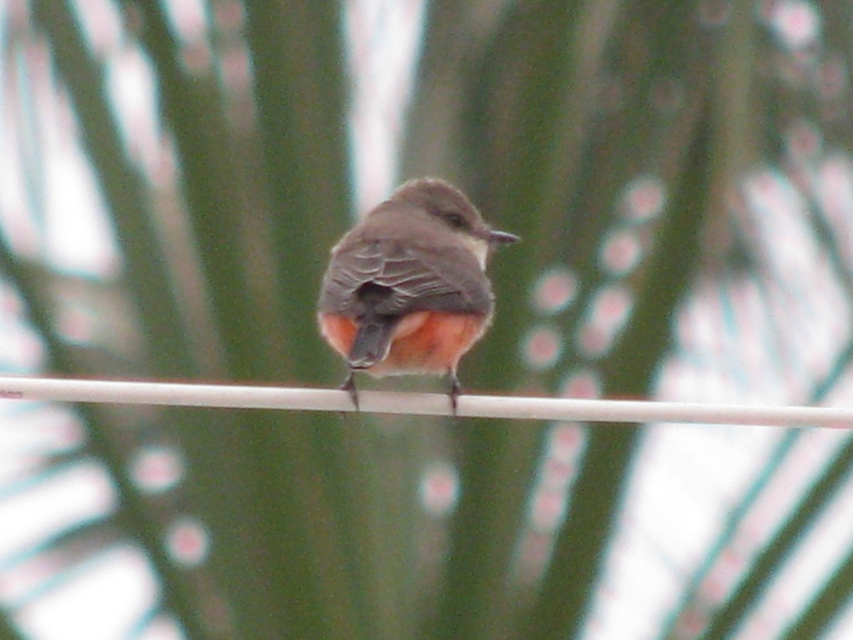 Vermilion Flycatcher - ML588471821