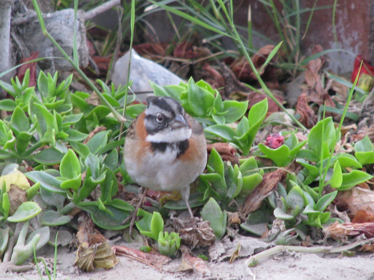 Rufous-collared Sparrow - ML588472461
