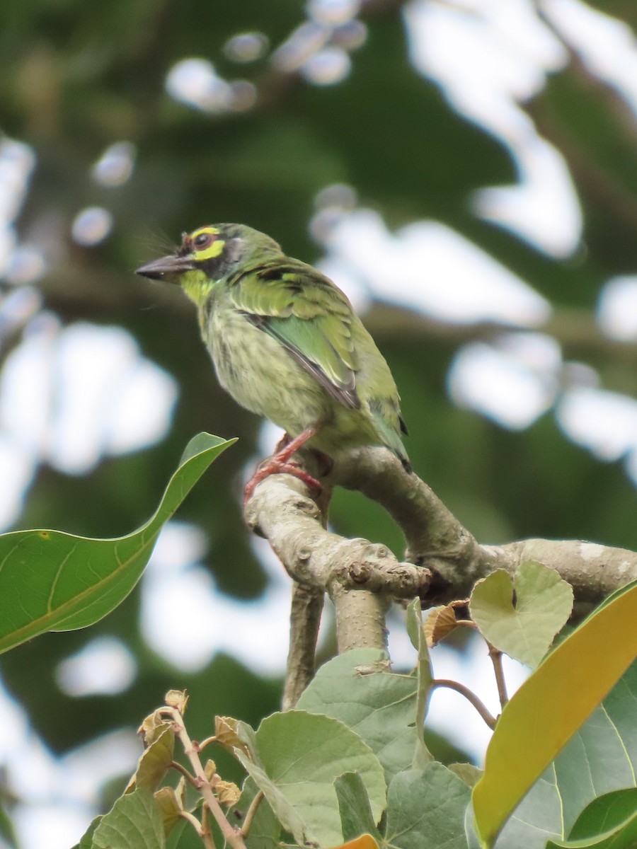 Malabar/Coppersmith Barbet - ML588472581