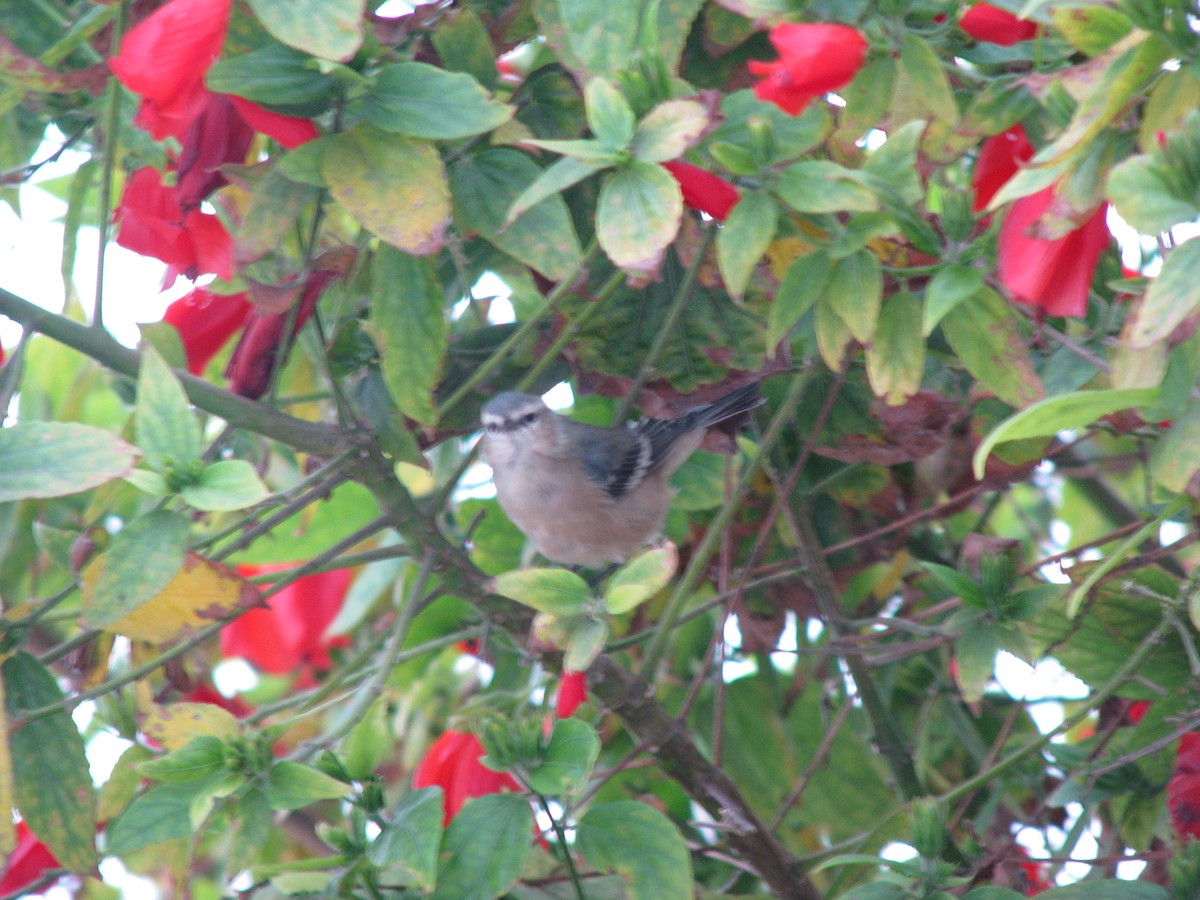 Cinereous Conebill - ML588472611