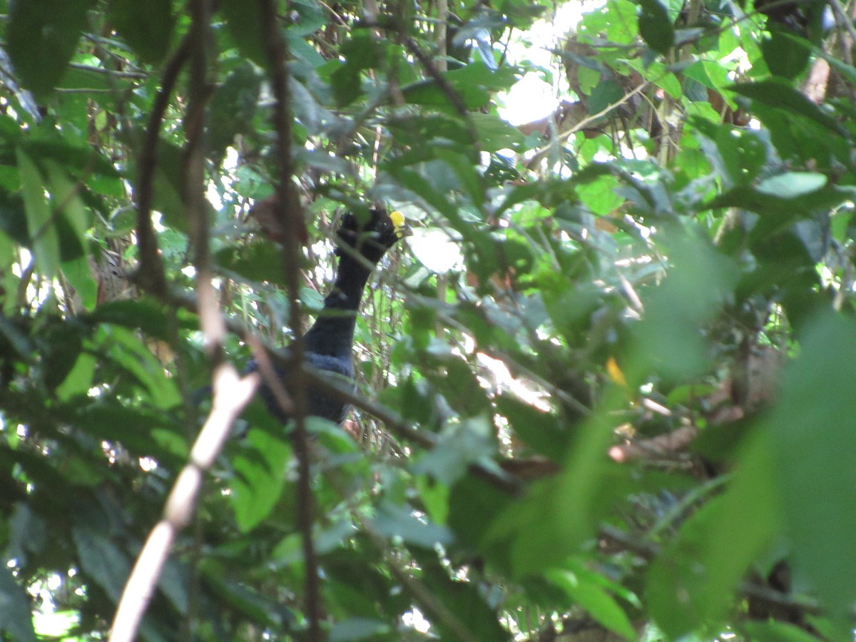 Great Curassow - ML58847351