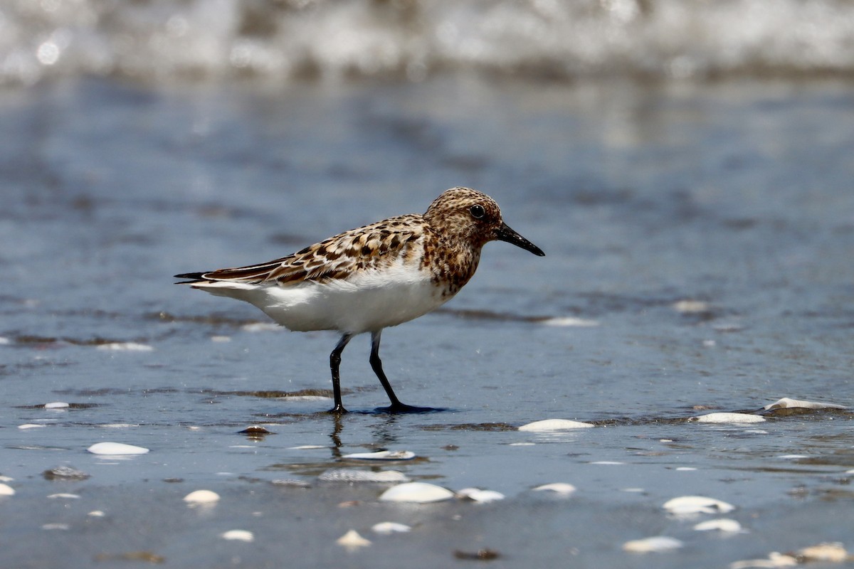 Bécasseau sanderling - ML588478291