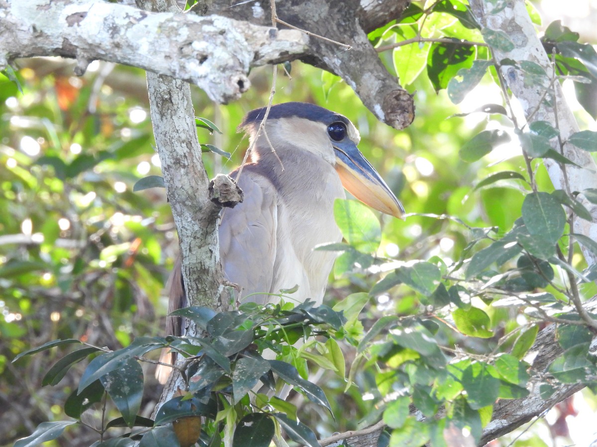 Boat-billed Heron (Southern) - ML588479301