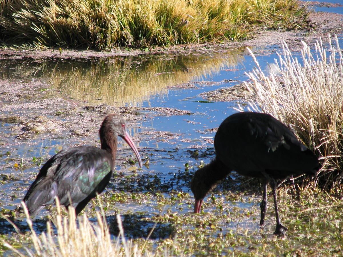 ibis andský - ML588479431