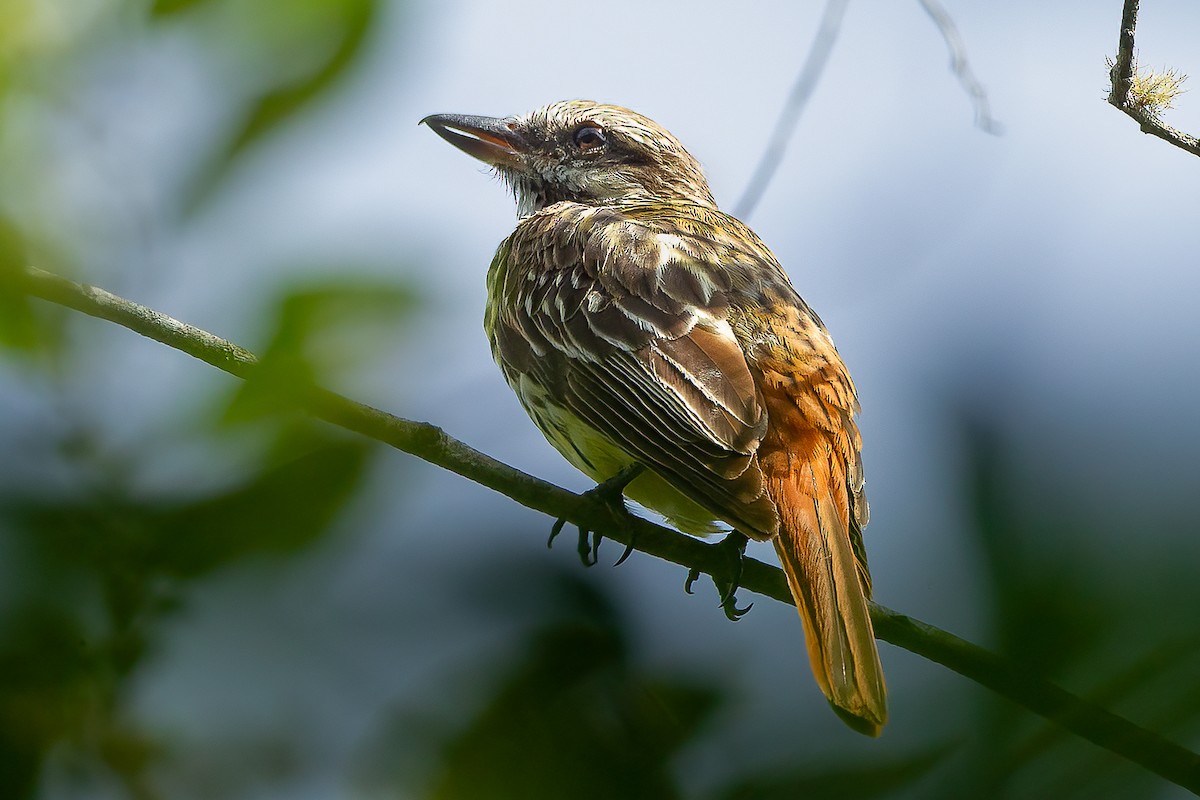 Sulphur-bellied Flycatcher - Francesco Veronesi