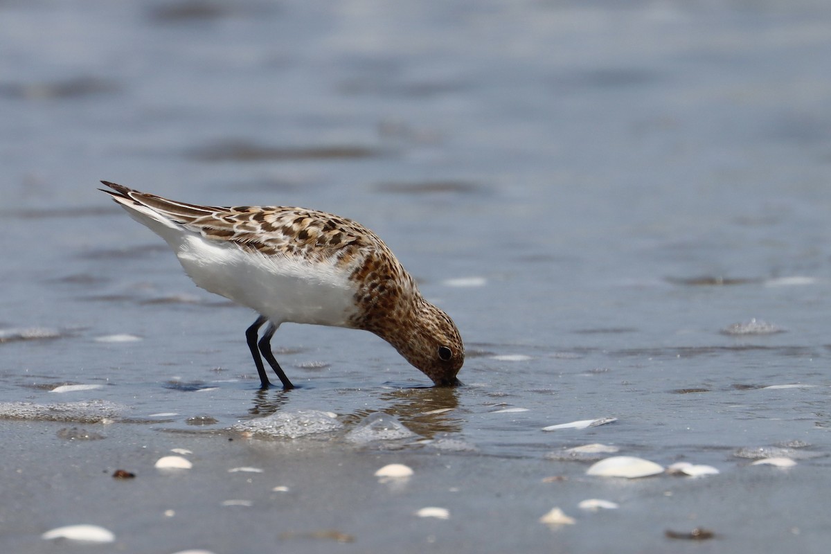 Bécasseau sanderling - ML588480211