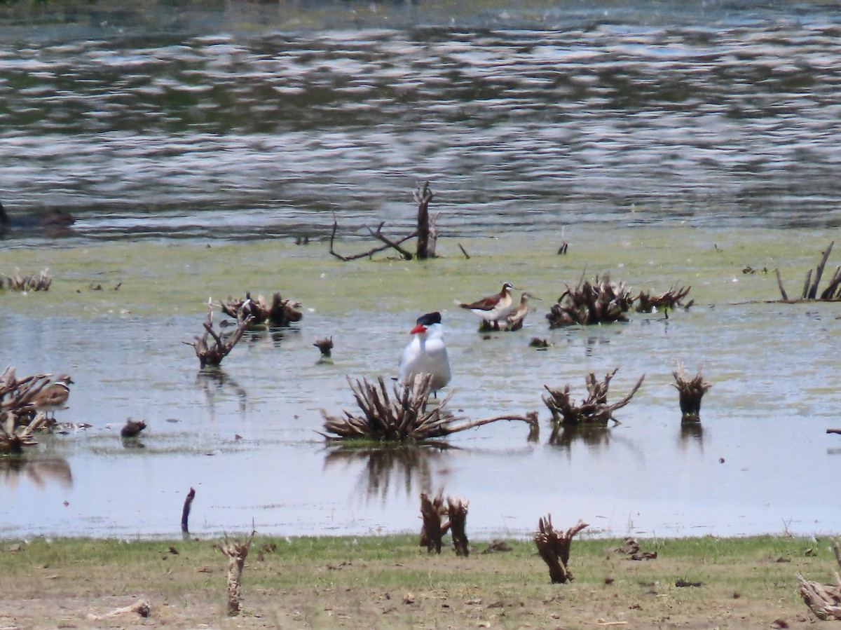 Caspian Tern - ML588480741