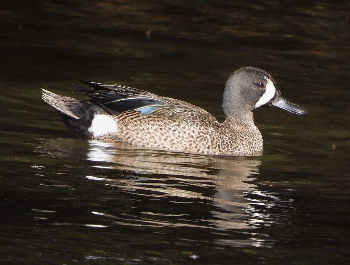 Blue-winged Teal - ML588480901