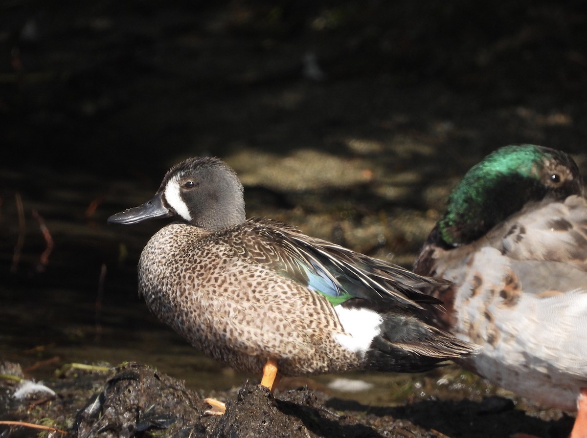 Blue-winged Teal - ML588480911