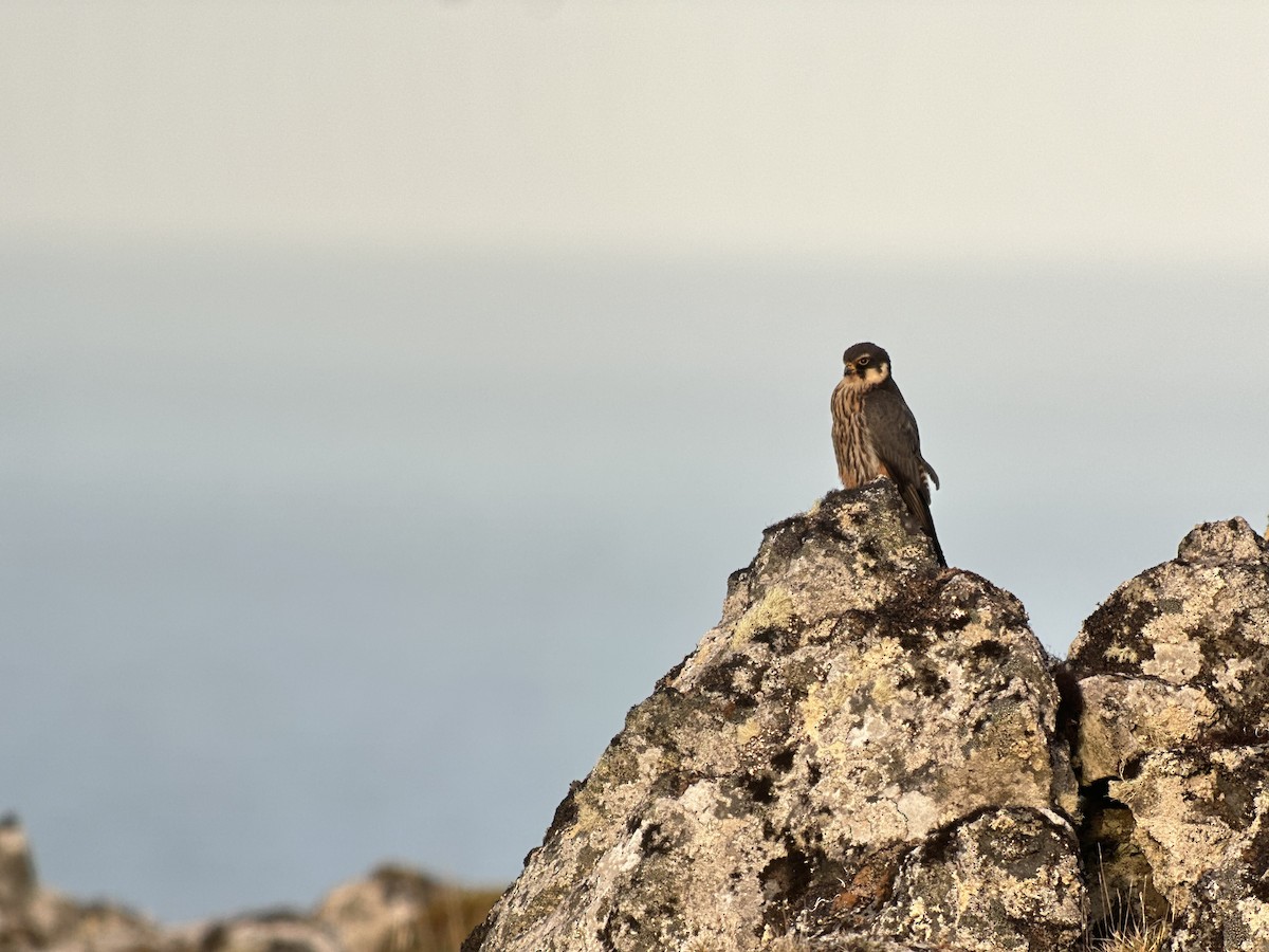 Eurasian Hobby - ML588481571