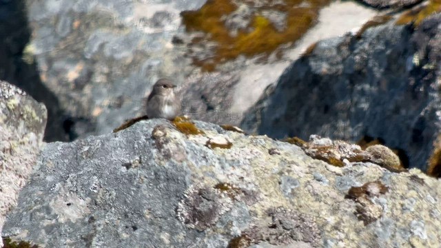 Шивэр намнаахай - ML588483011