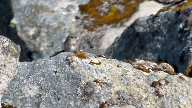 Gobemouche de Sibérie - ML588483011