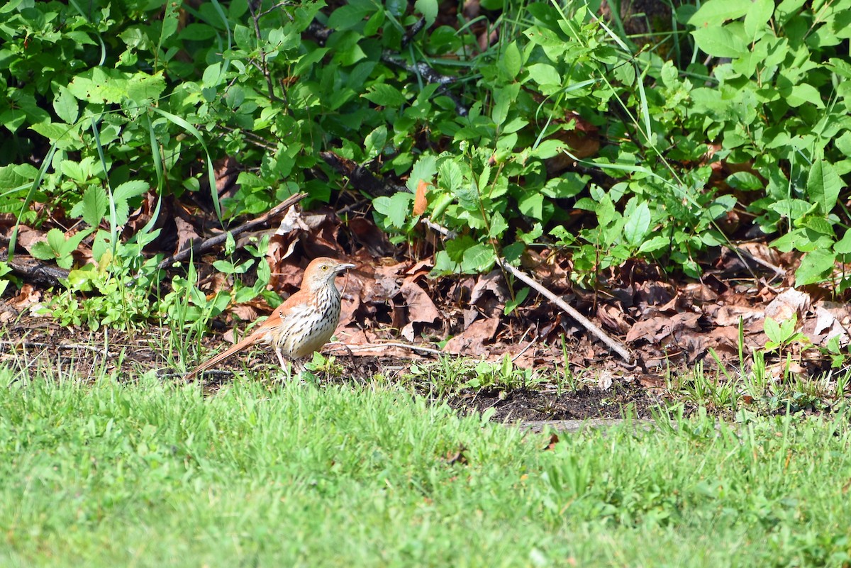 Brown Thrasher - Norma Van Alstine