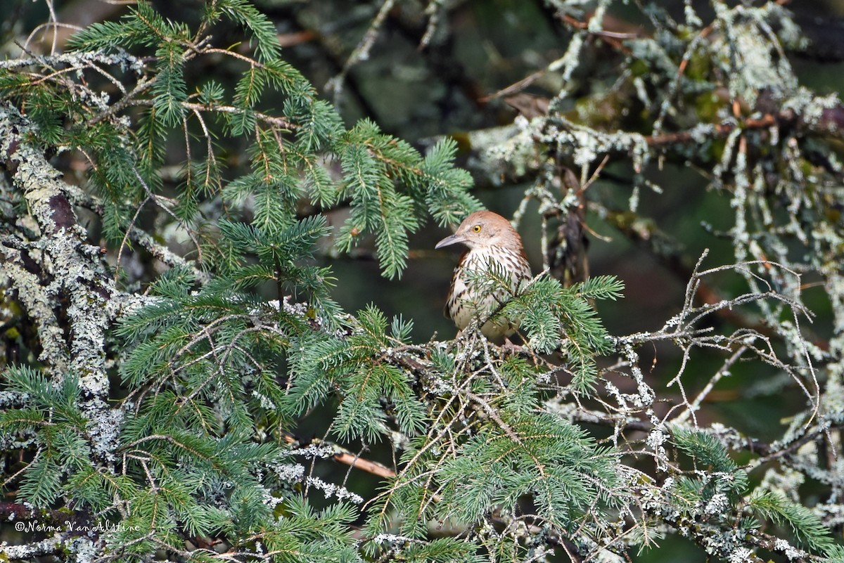 Brown Thrasher - ML588484051