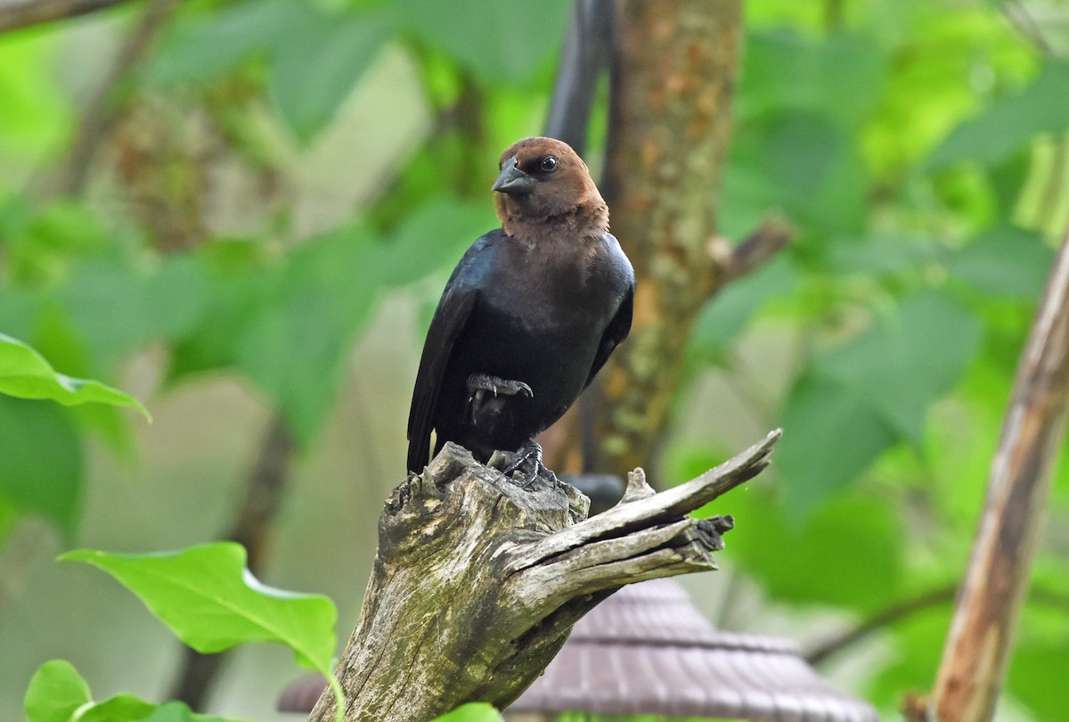 Brown-headed Cowbird - ML588484351