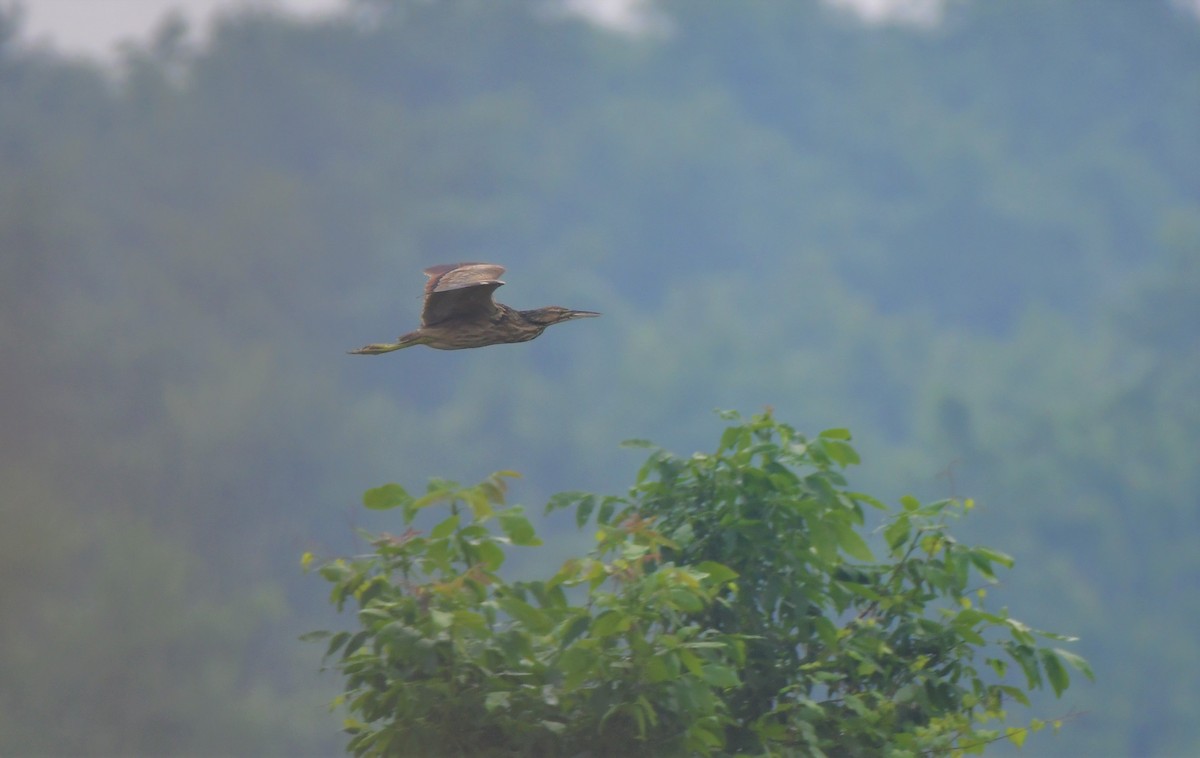 American Bittern - ML588484421