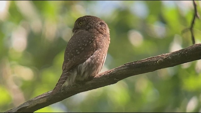 Northern Pygmy-Owl - ML588484661