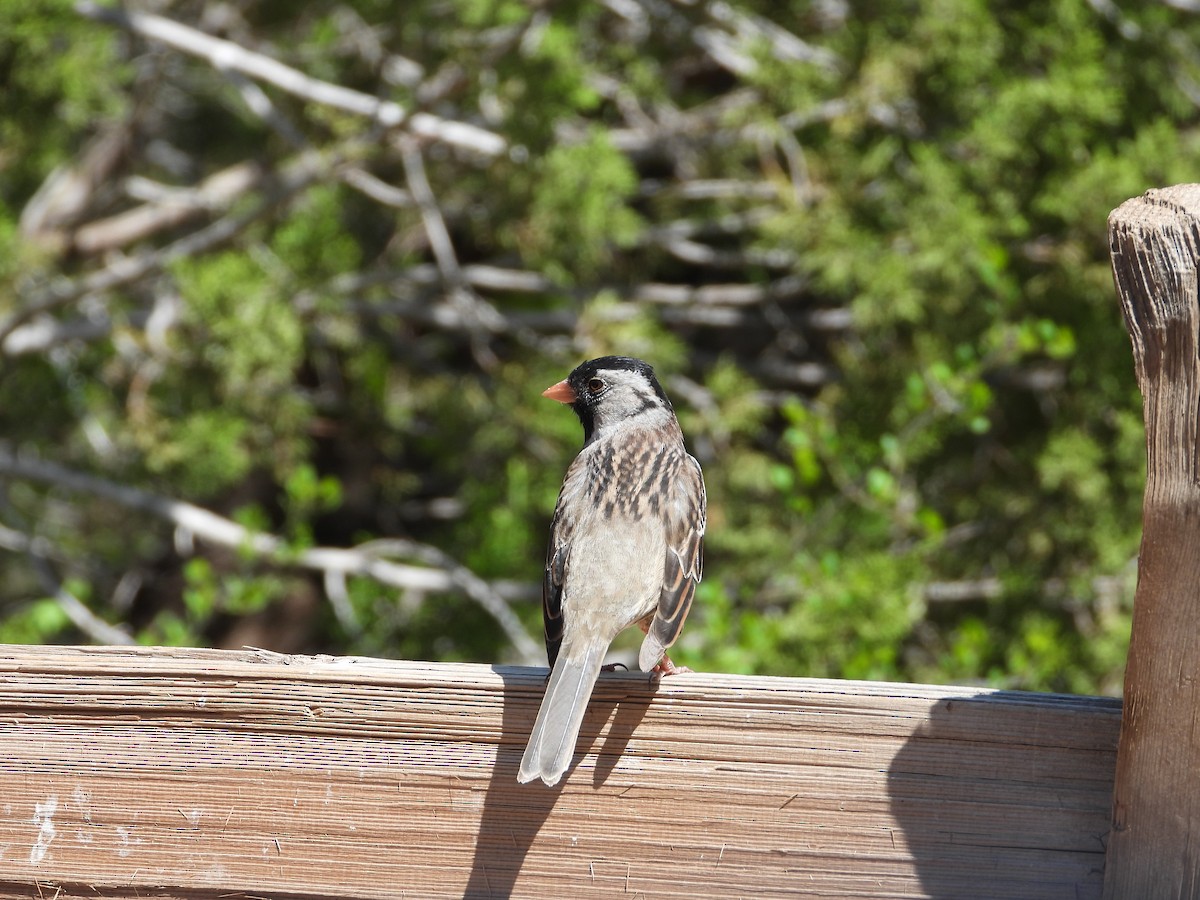 Harris's Sparrow - ML588485151