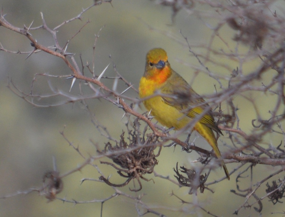 Hepatic Tanager - ML588485241