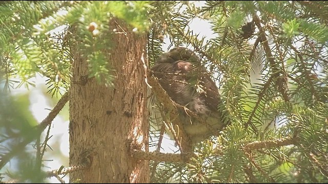 Northern Pygmy-Owl - ML588485331