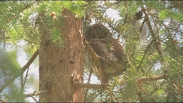 Northern Pygmy-Owl - ML588486141