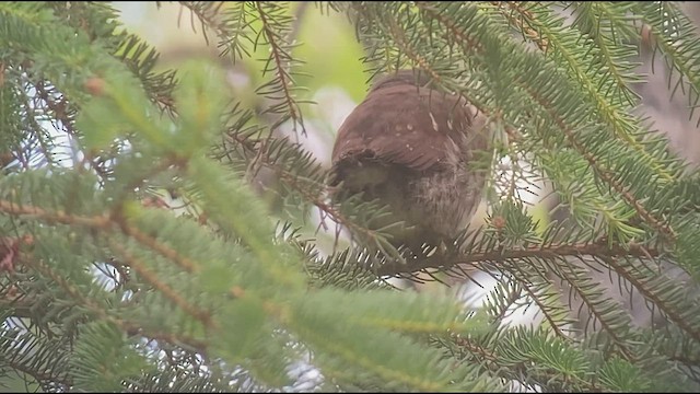 Northern Pygmy-Owl - ML588486171