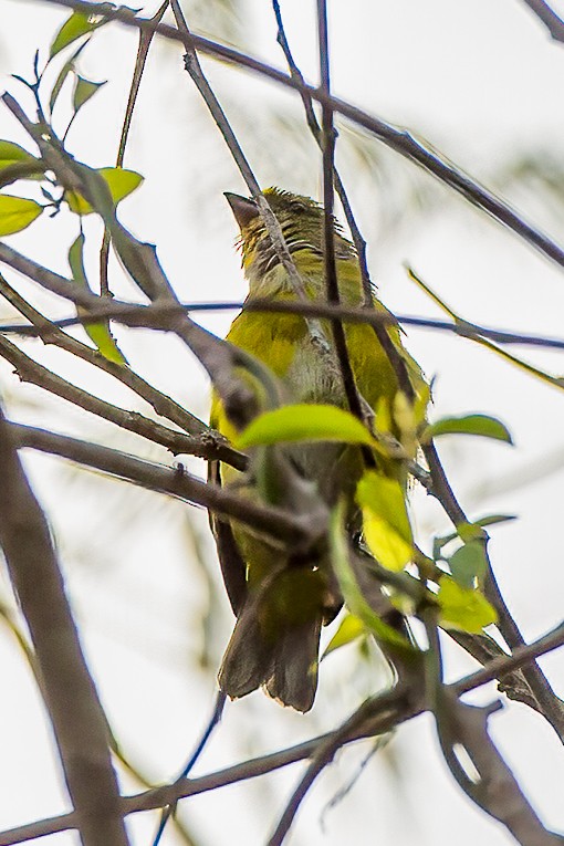 Yellow-throated Euphonia - ML588486361