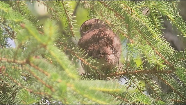 Northern Pygmy-Owl - ML588486461