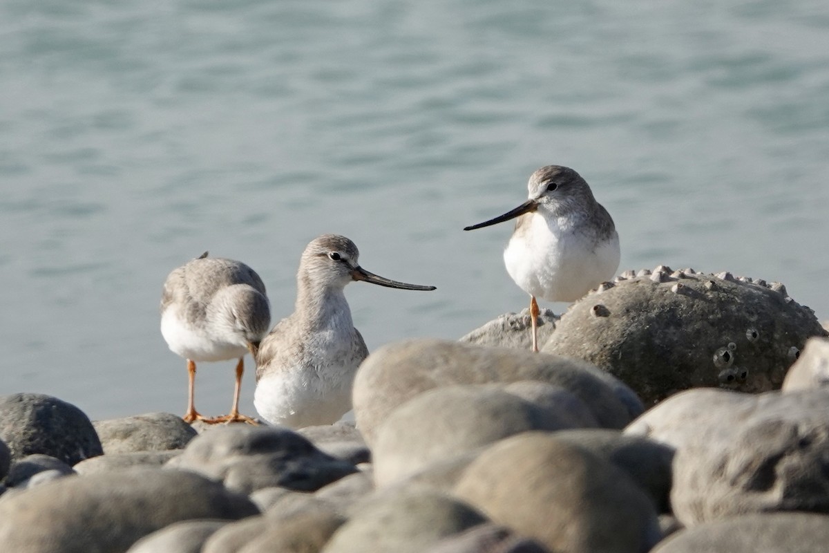 Terek Sandpiper - Hidde Bult