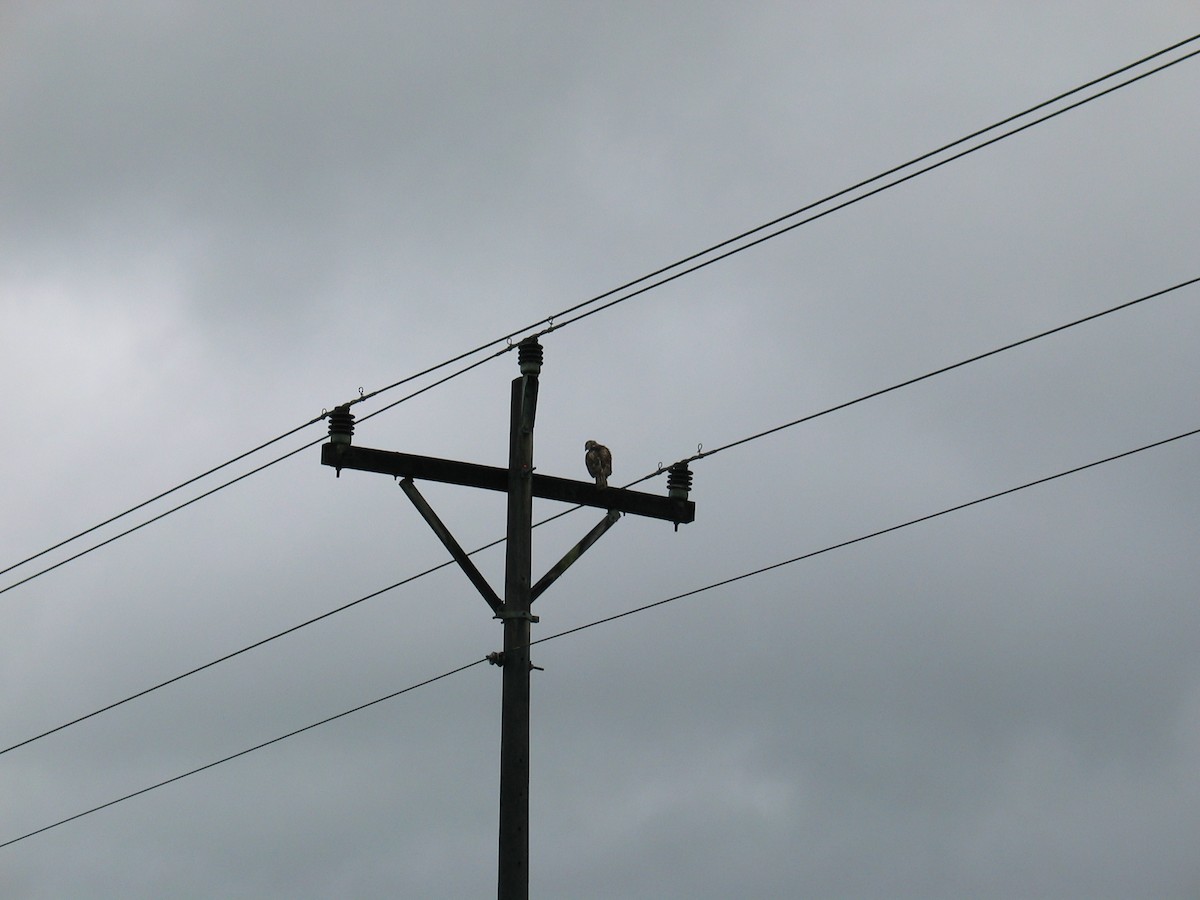 Broad-winged Hawk - ML58848681