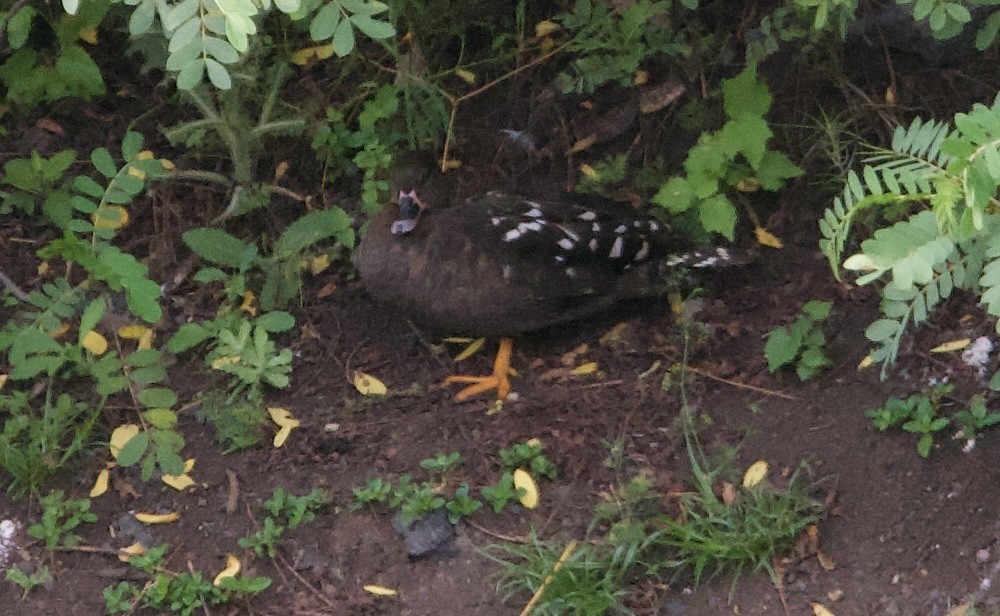 African Black Duck - ML588486991