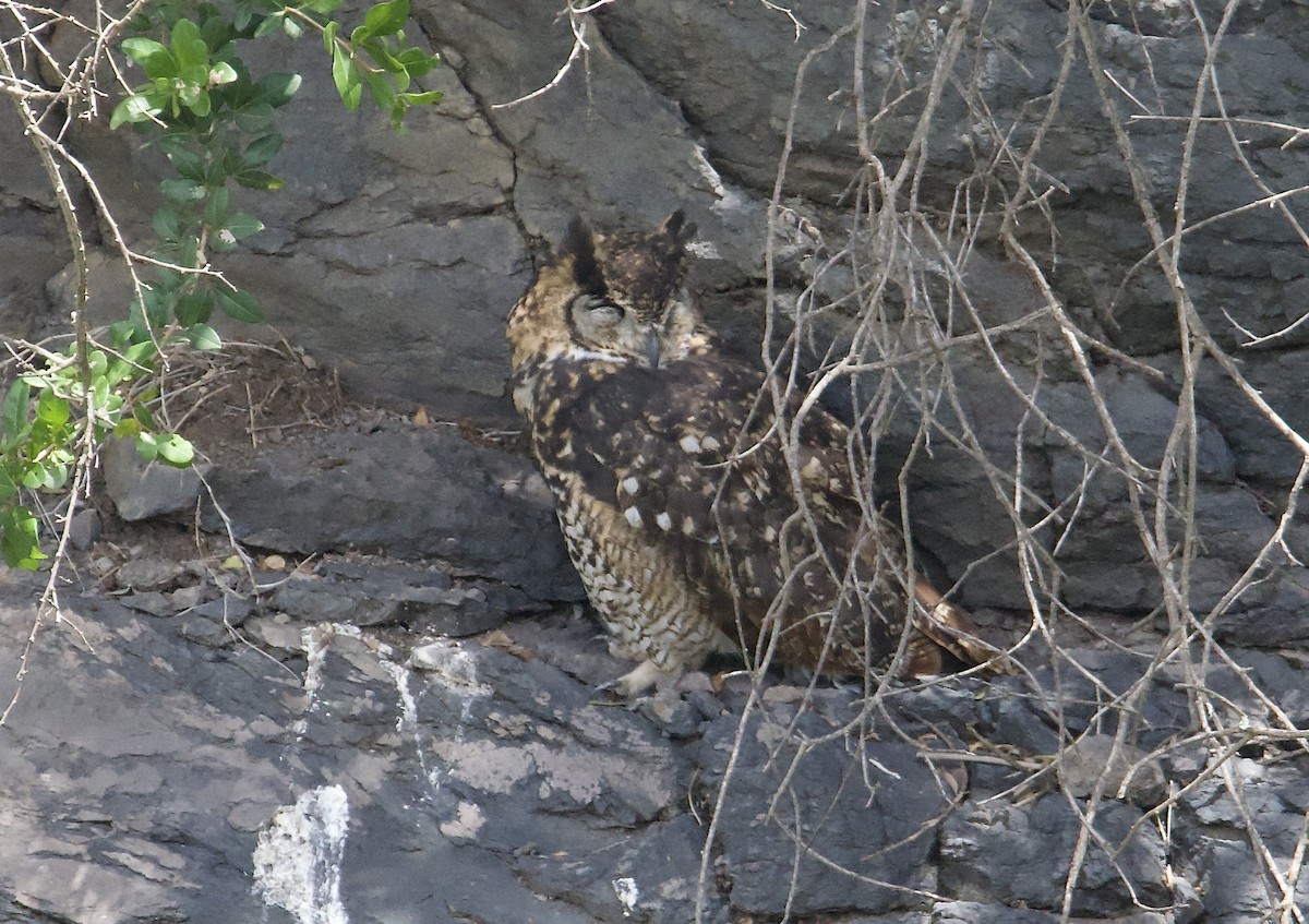 Cape Eagle-Owl - ML588487121