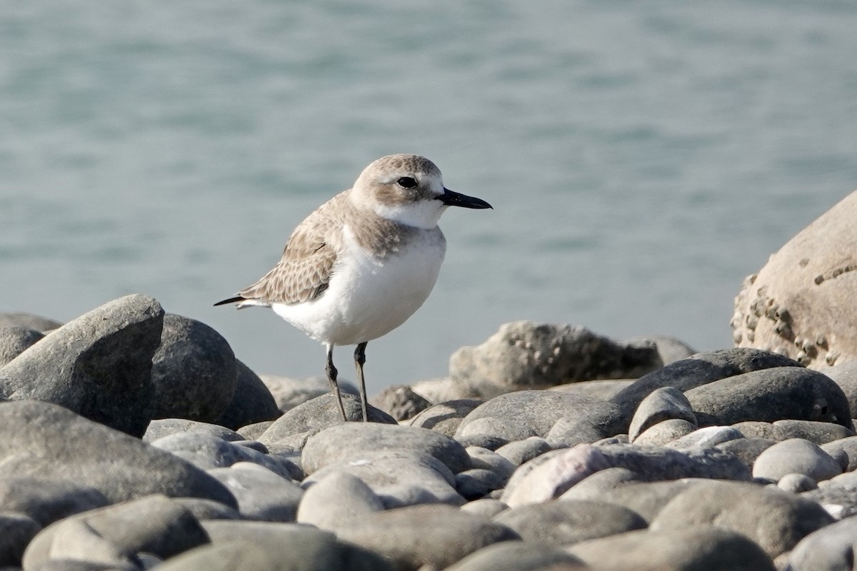 Tibetan Sand-Plover - ML588487511