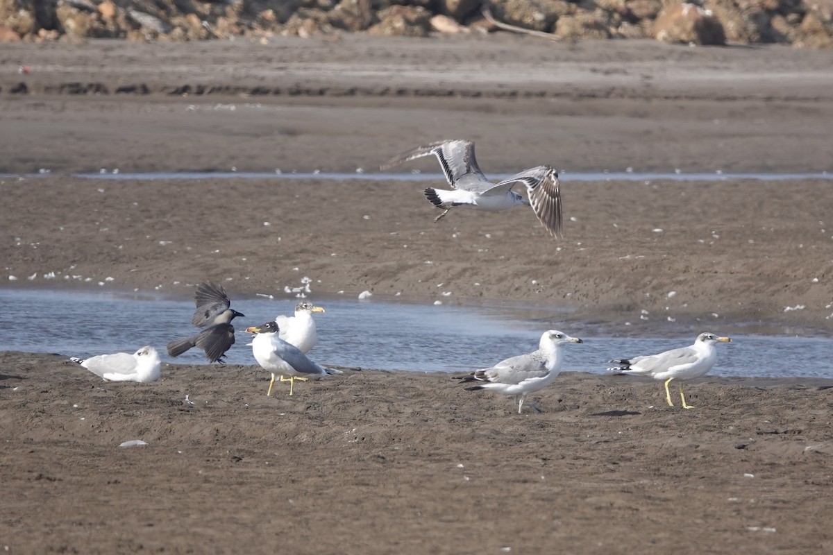 Pallas's Gull - ML588487701