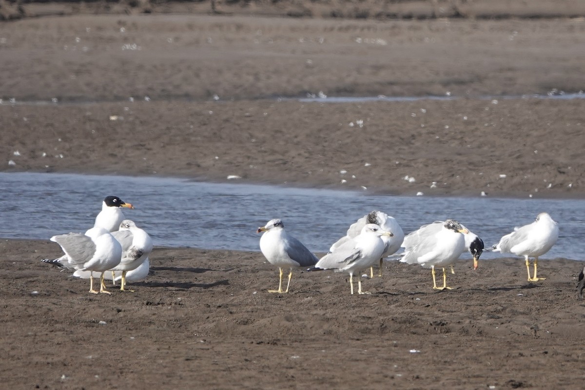 Pallas's Gull - ML588487971