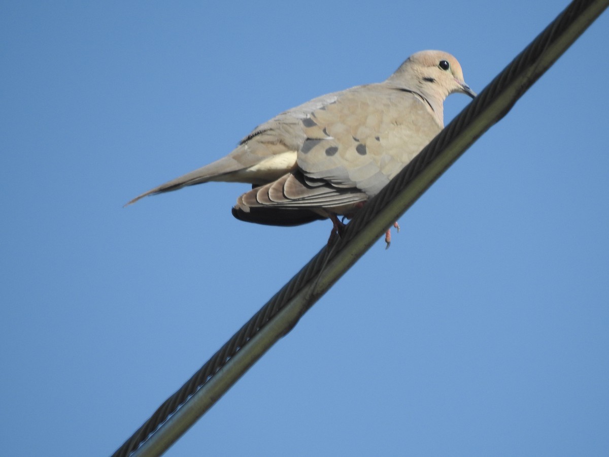 Mourning Dove - ML588488131