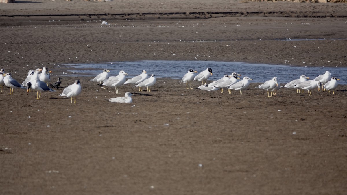 Pallas's Gull - ML588488311