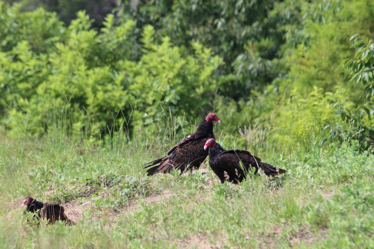 Turkey Vulture - ML588488561