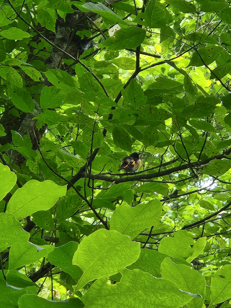 American Redstart - Carrie Rasik