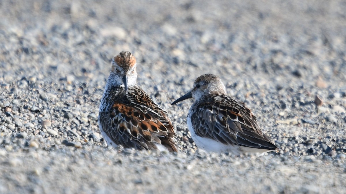 Western Sandpiper - Carl Winstead