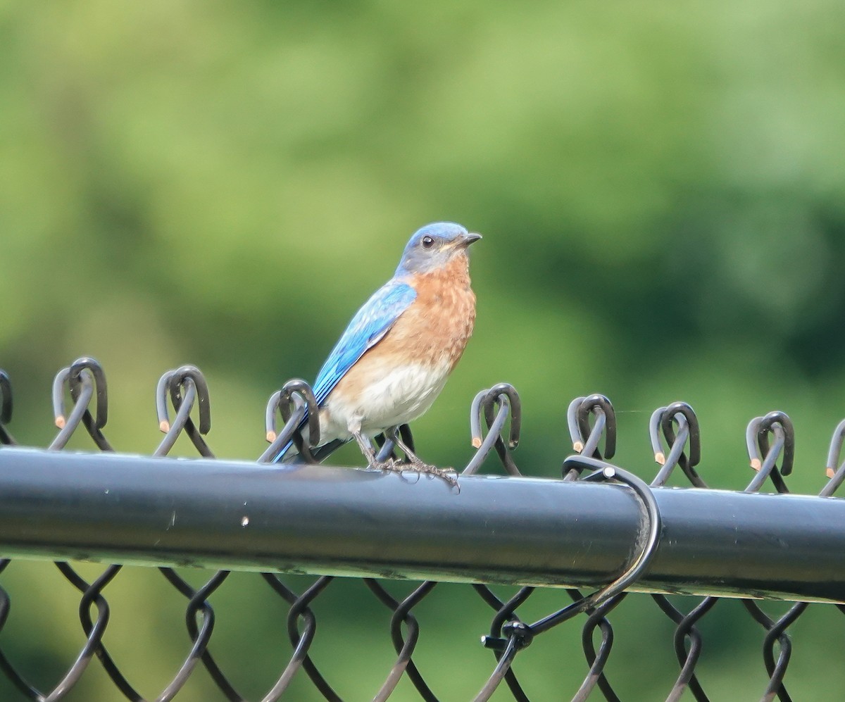 Eastern Bluebird - Dave Hart