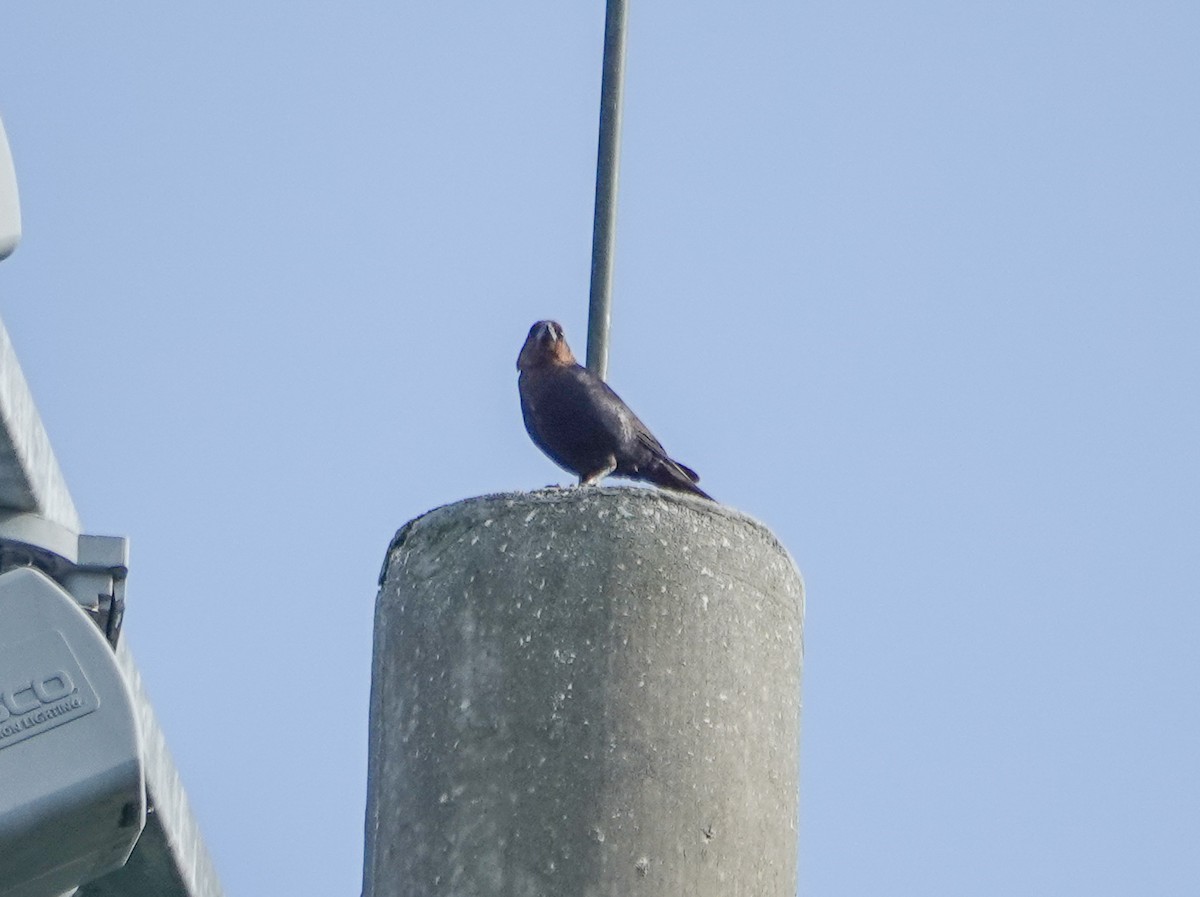 Brown-headed Cowbird - Dave Hart