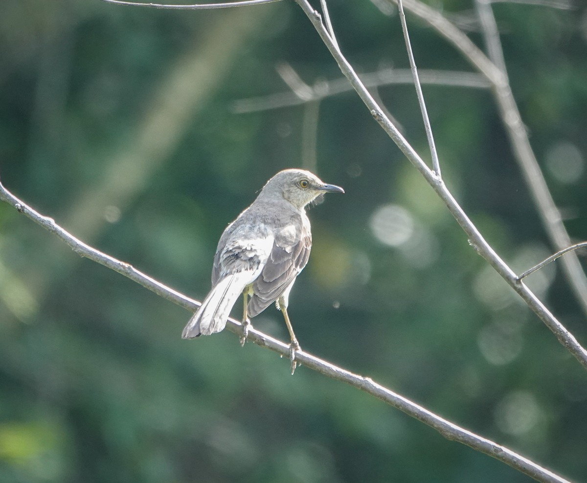 Northern Mockingbird - ML588489761