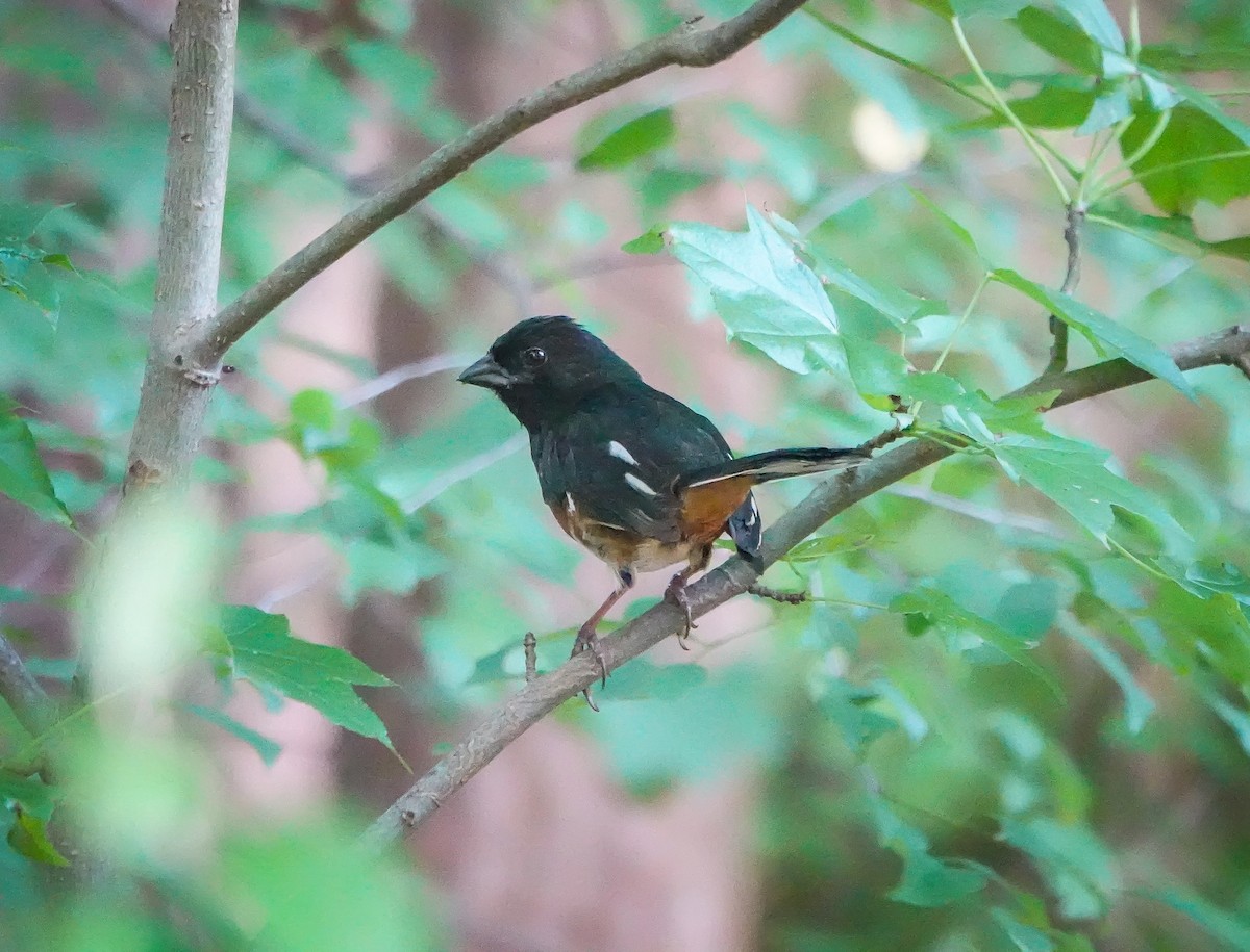 Eastern Towhee - ML588489841