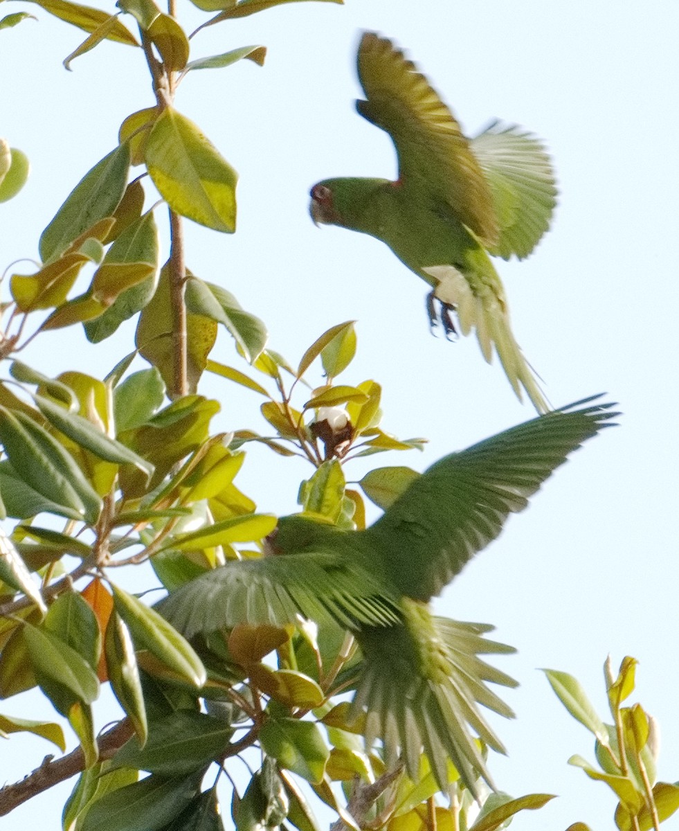 Mitred Parakeet - ML588489941