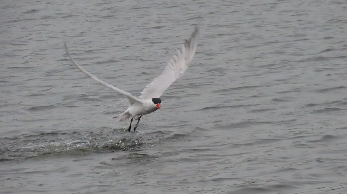 Caspian Tern - ML588489961