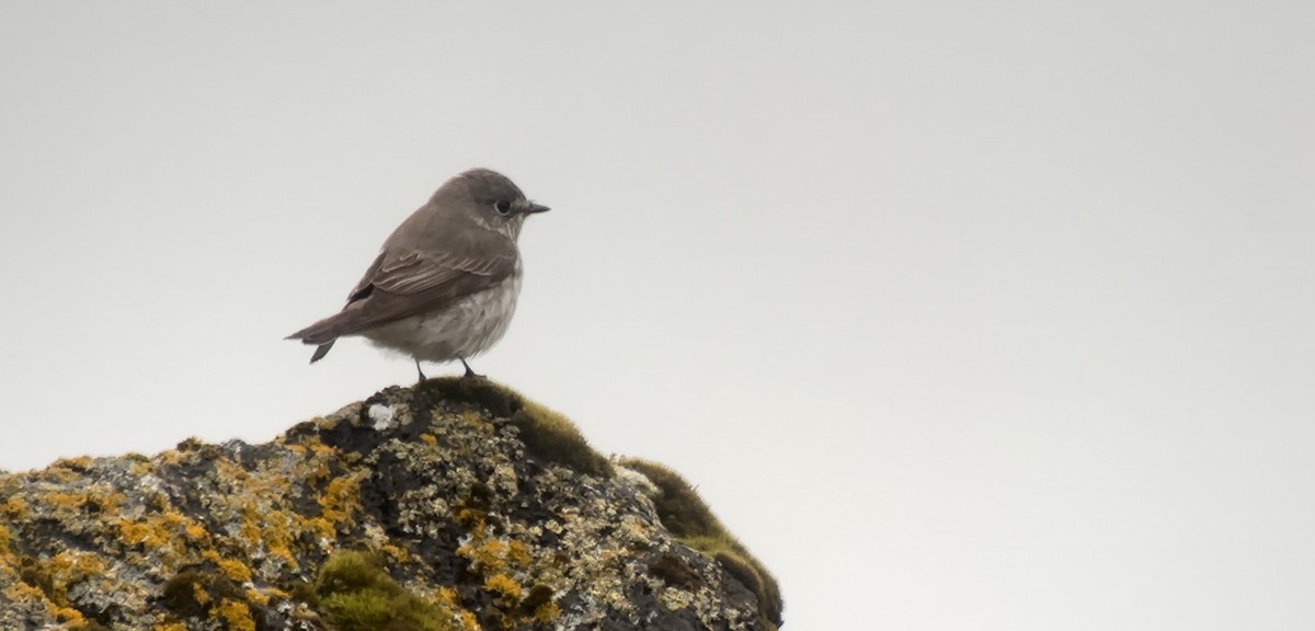 Gray-streaked Flycatcher - Luis Gles